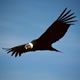 Condor at Colca Canyon, Peru