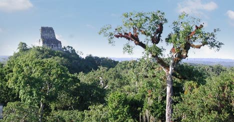 Tikal Temples in Guatemala